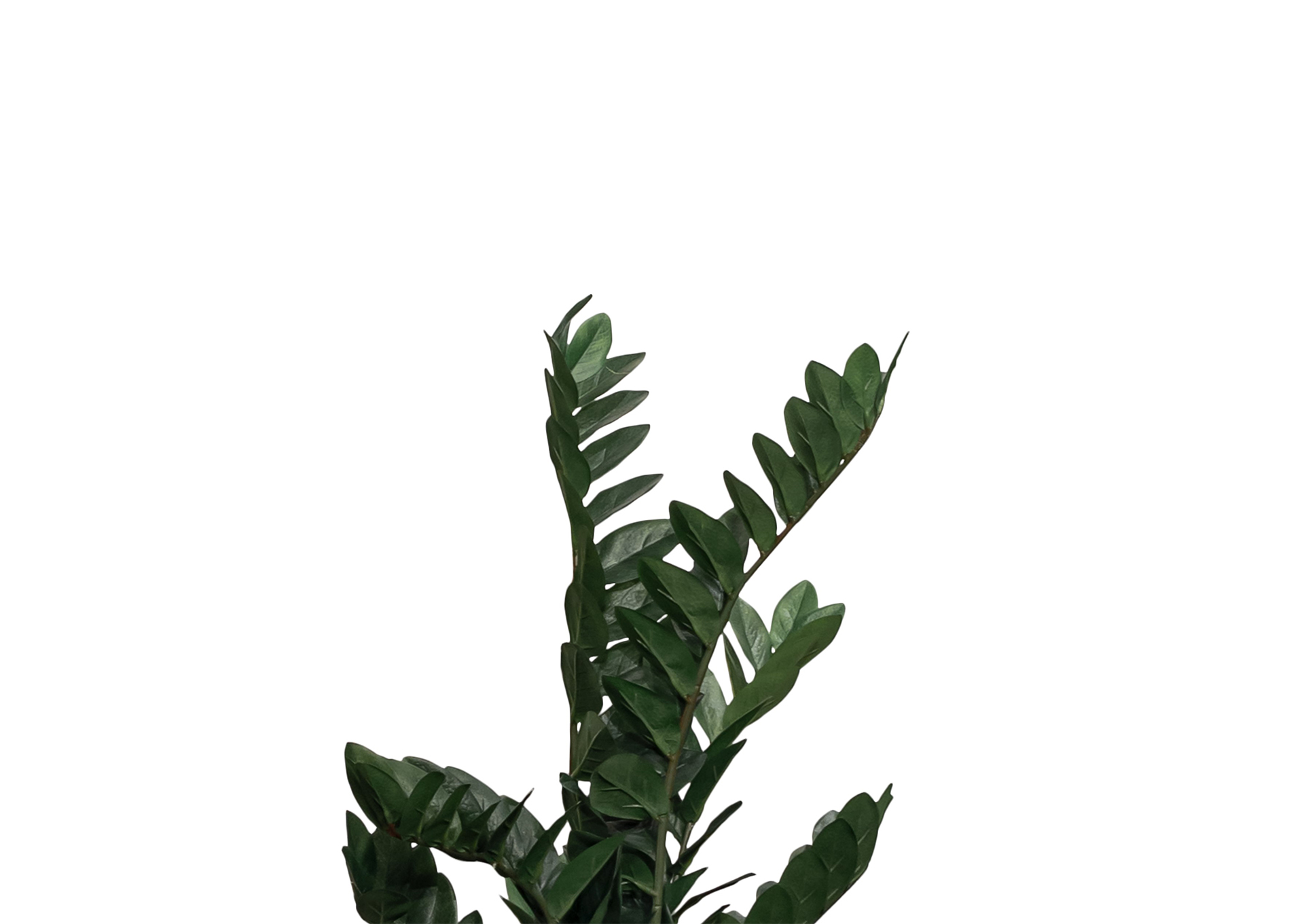 P31A6 MOOD  image 3