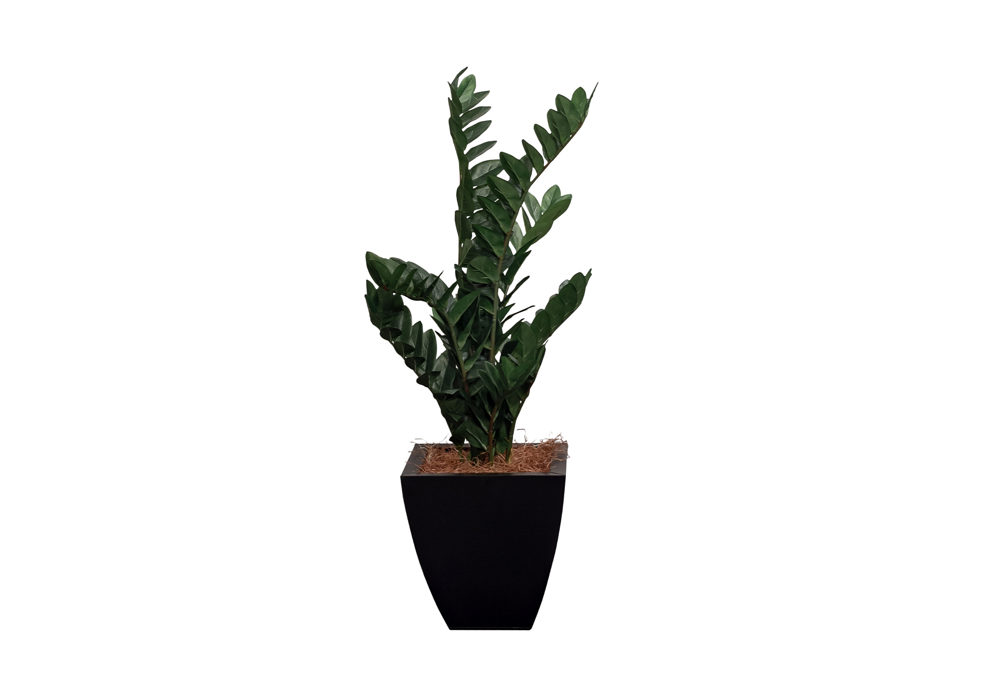 Planta Zamia En Metal Cónico image 1