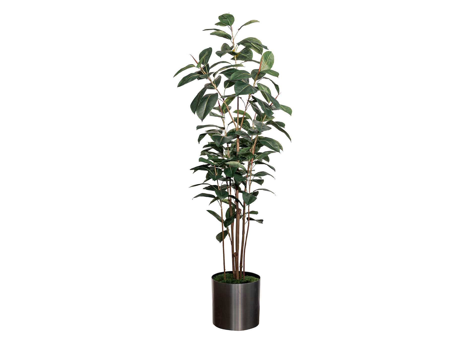 Árbol de goma de 6´ image 1