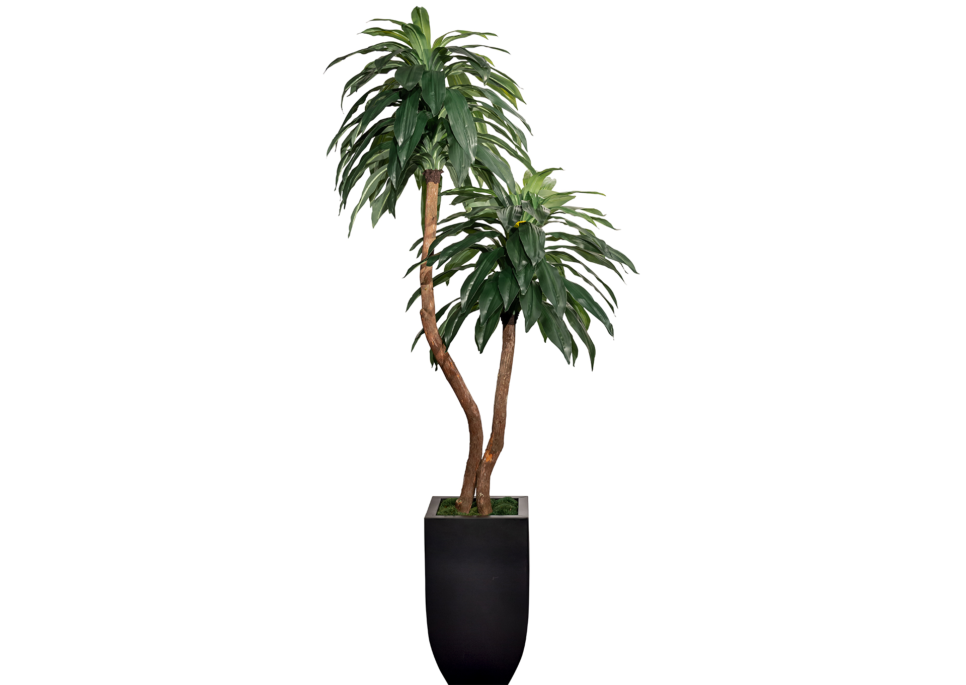 Topiario doble Dracena moderno de 6.5 'en 71LB con Mood Moss image 1