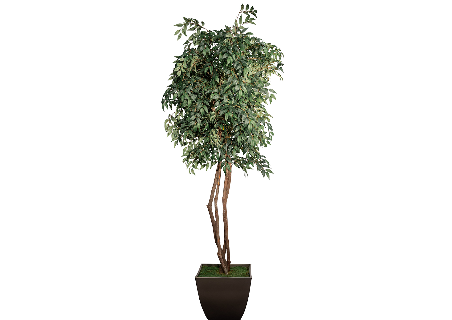 Árbol de bambú de 7.5' en maceta blanca image 1